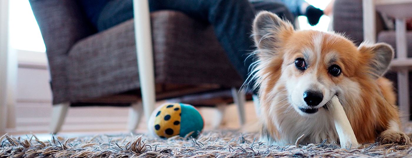 Kyöstin kanssa reissussa – Holiday Clubin kohteet hemmottelevat niin koiraa kuin omistajaakin